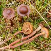 Phaeonematoloma myosotis, Großsporiger Schwefelkopf
